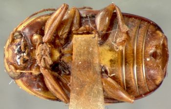 Media type: image; Entomology 9257   Aspect: habitus ventral view